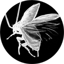 Lehenbiziko komikira bueltatzeko botoia